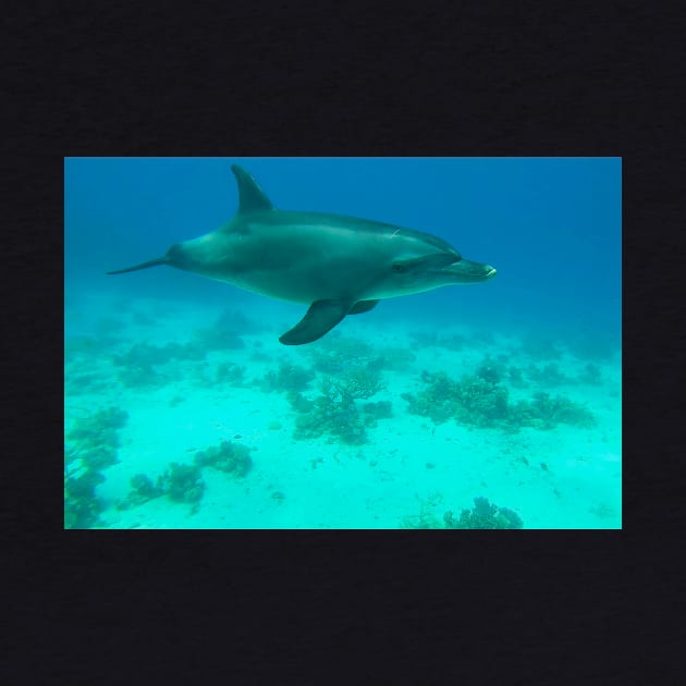 Dolphin Underwater by Kate-P-